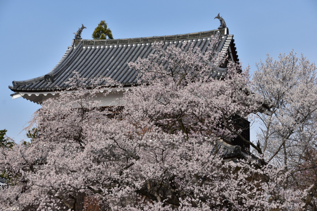 城と満開の桜