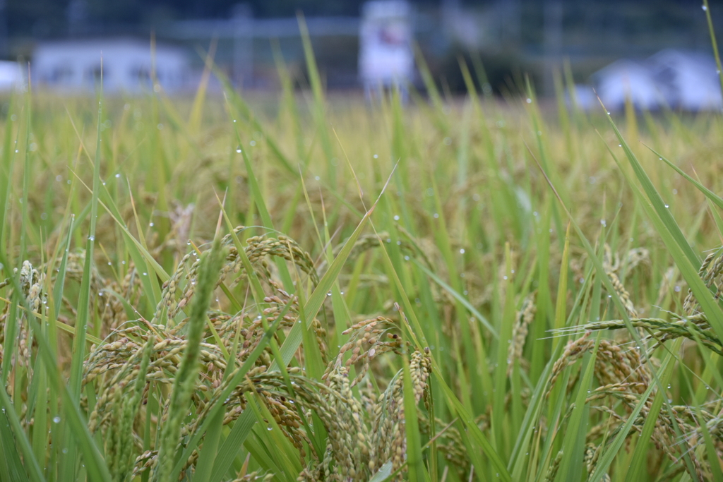 朝露と稲穂