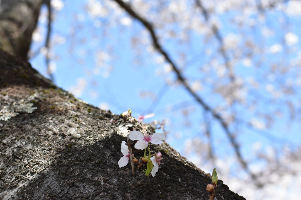 桜の木