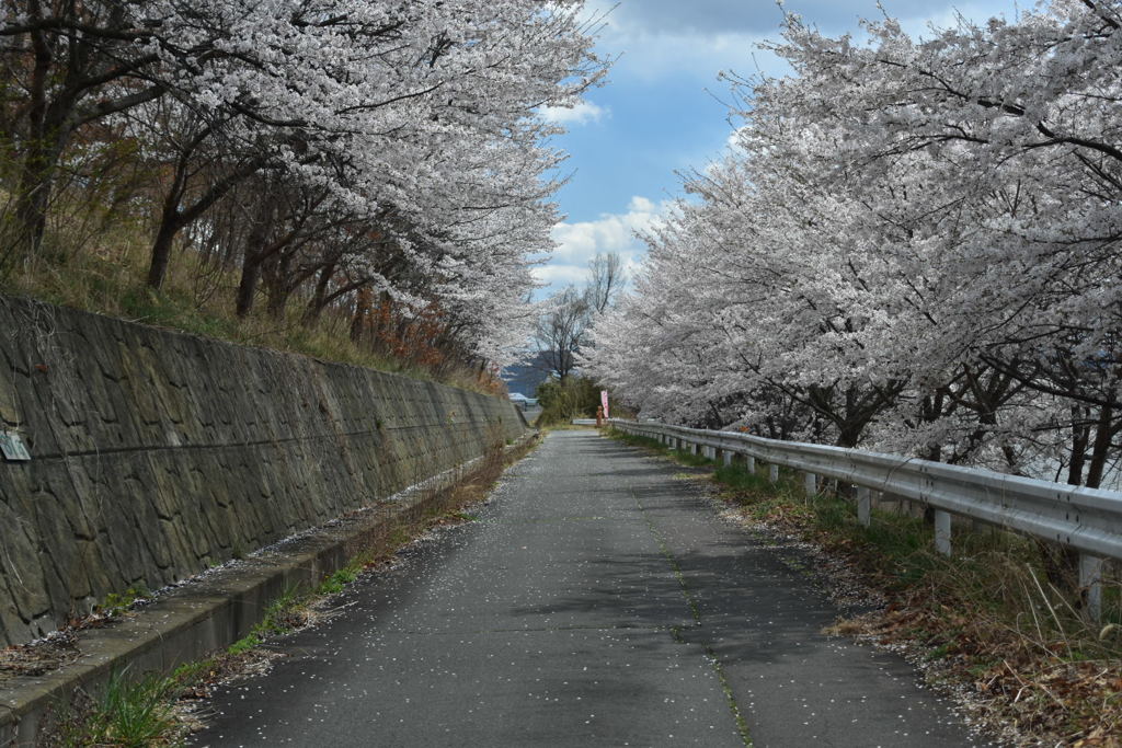 桜並木