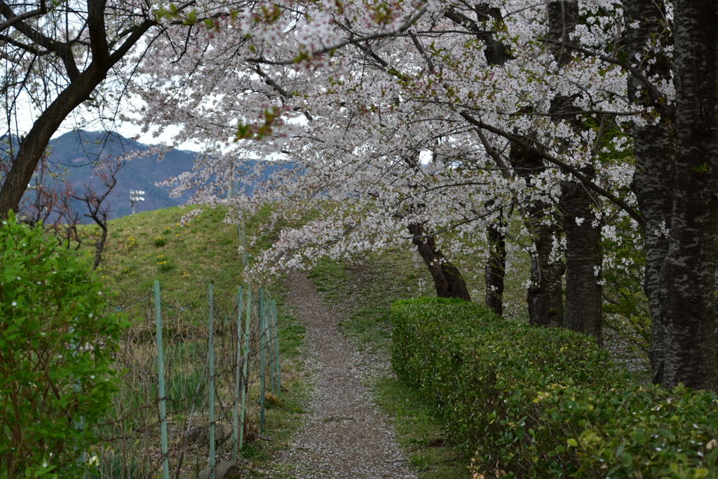桜と小道