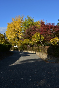 紅葉と青空