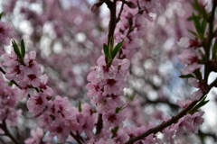 散りはじめの桜