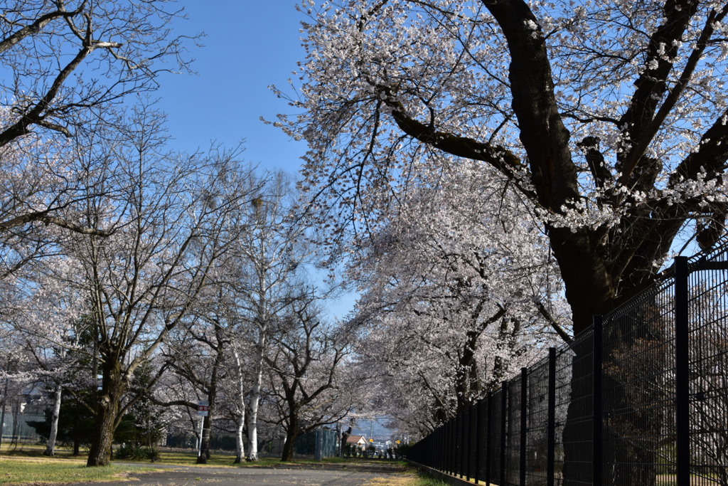 桜並木