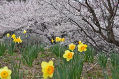 桜とすいせん