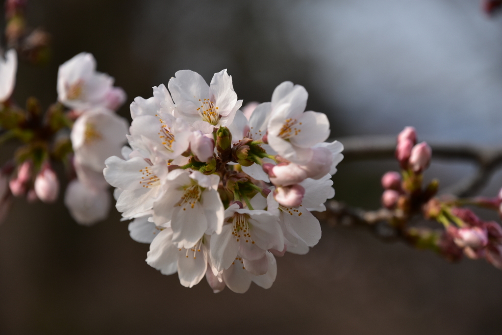桜開花
