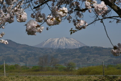 桜と残雪の山