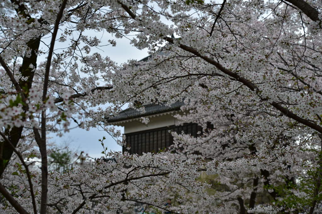 花見