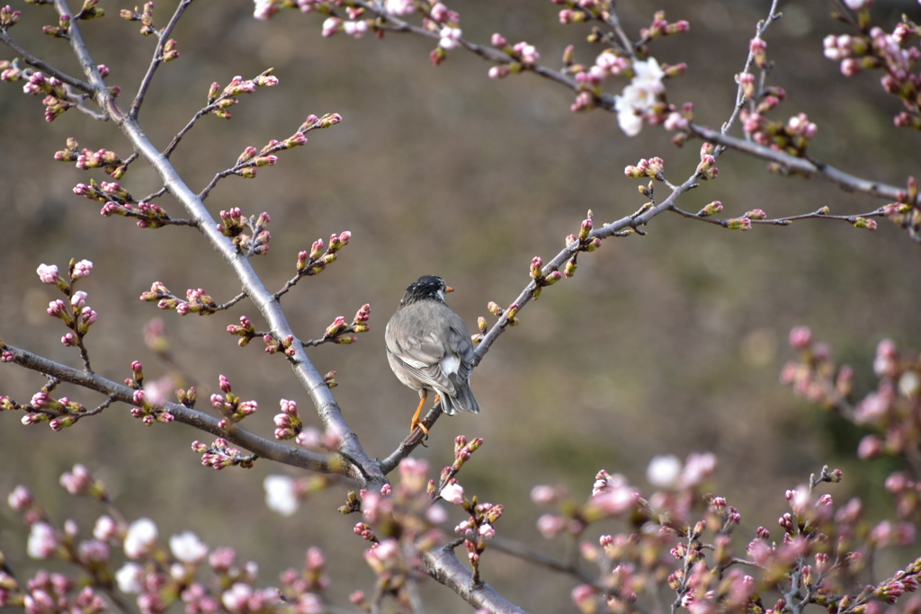 桜とムクドリ