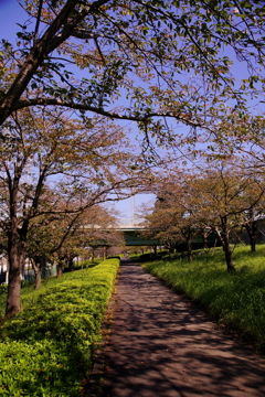 荒川サイクリング_春なら桜並木