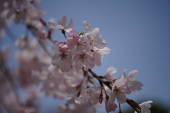 小石川後楽園 しだれ桜