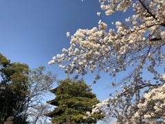 上野 東照宮五重塔と桜
