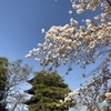 上野 東照宮五重塔と桜