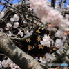 鎌倉建長寺の桜