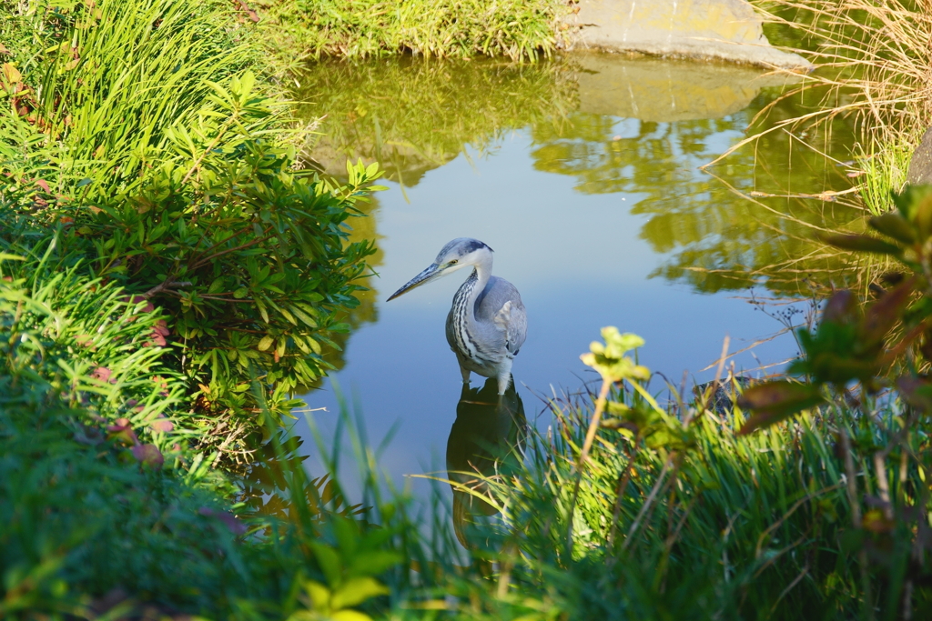 下町散策_清澄庭園