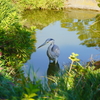 下町散策_清澄庭園