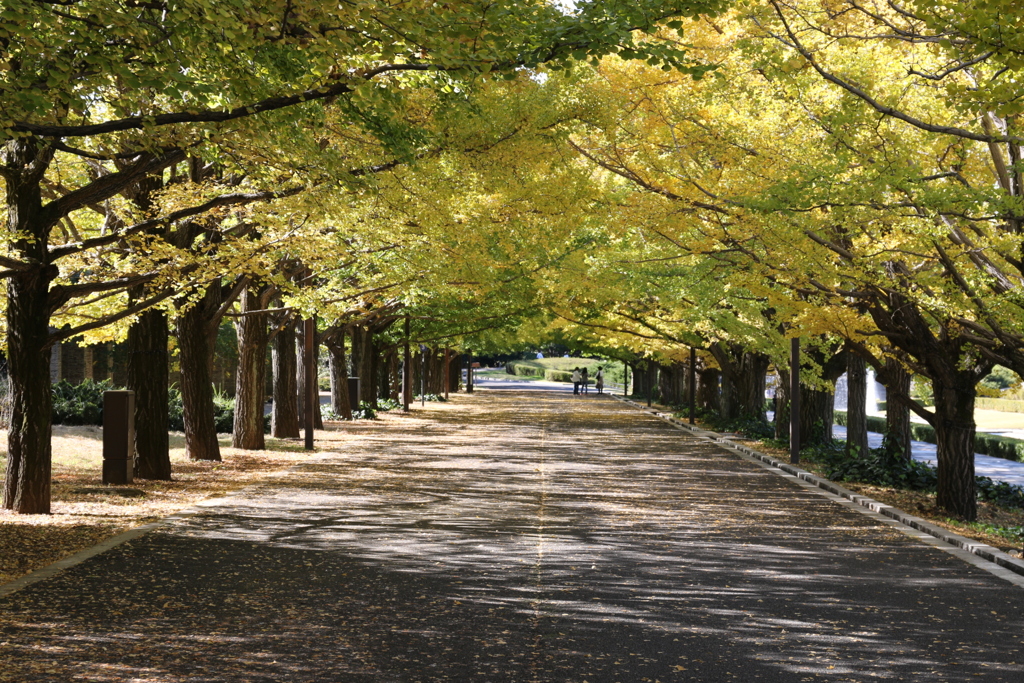 昭和記念公園銀杏並木