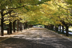 昭和記念公園銀杏並木