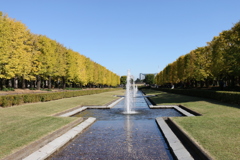 昭和記念公園銀杏並木と噴水