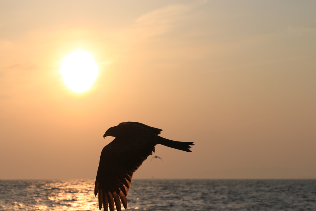 江ノ島の夕陽とトンビ