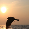 江ノ島の夕陽とトンビ