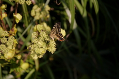 湘南散策‗江ノ島のアゲハ蝶