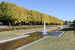 昭和記念公園銀杏並木と噴水2