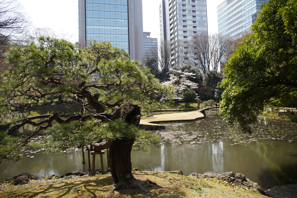 小石川後楽園 松