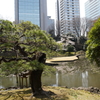 小石川後楽園 松