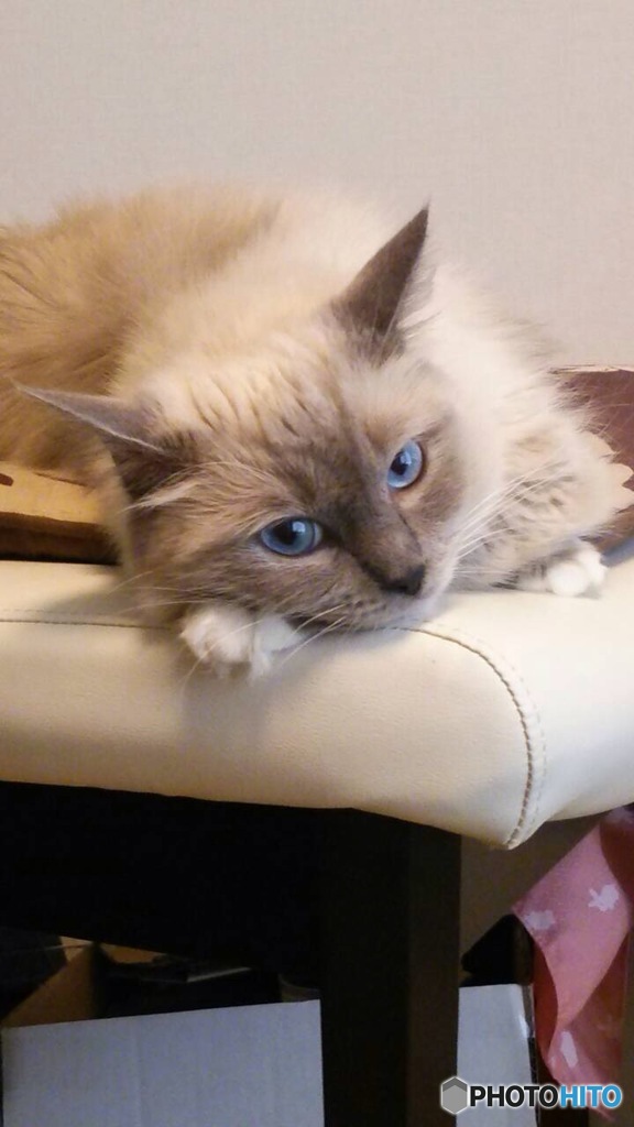 RAGDOLL Marine♀