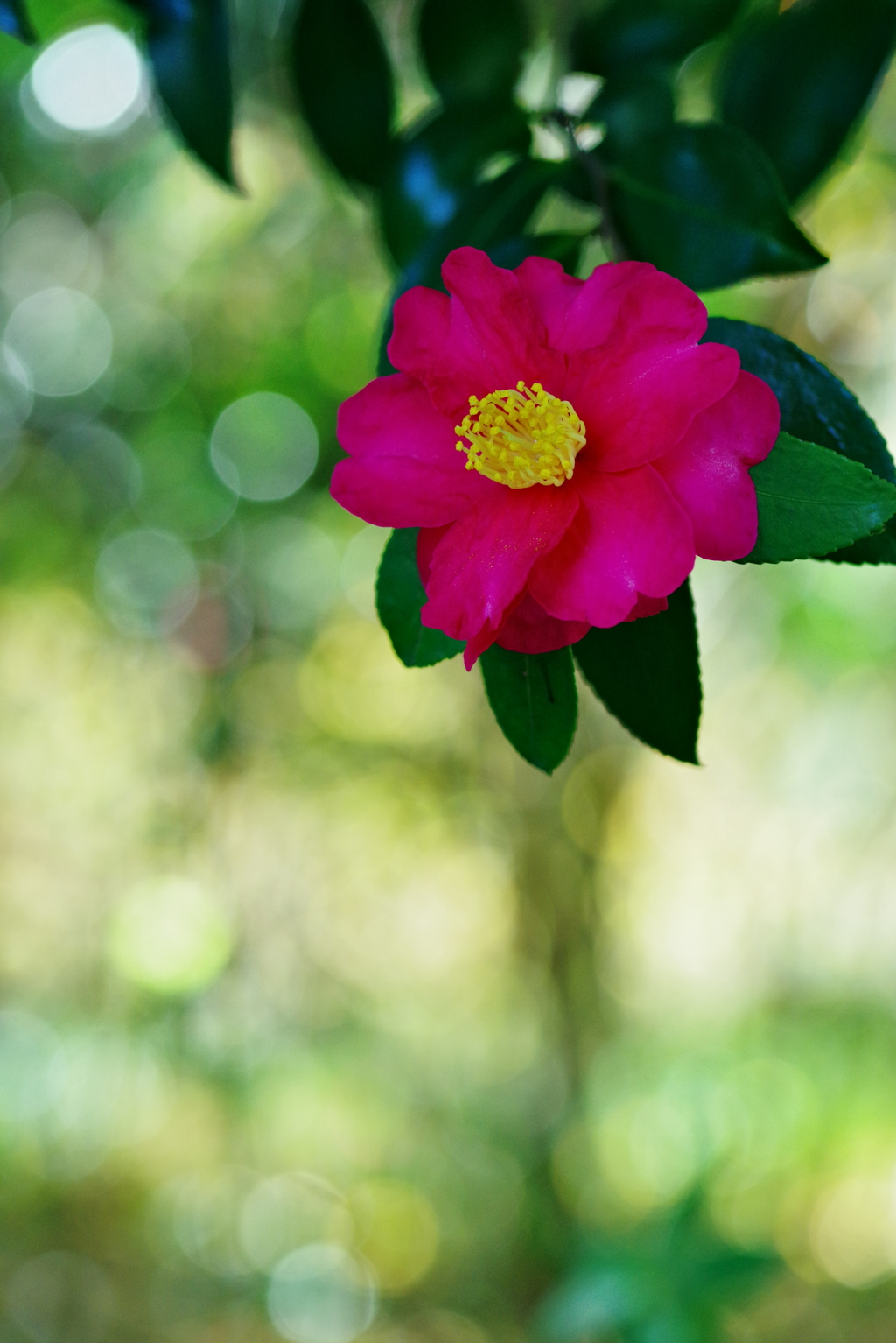 山茶花