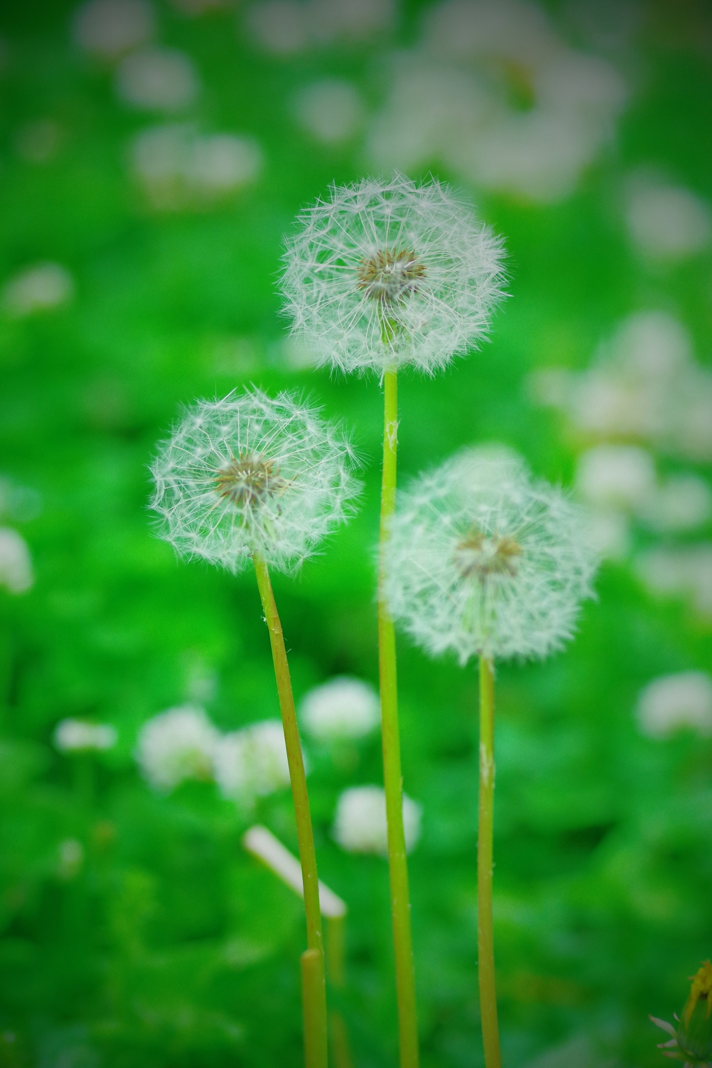 風待ち3兄弟