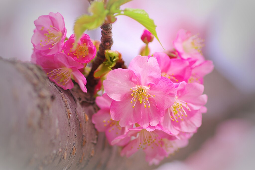 河津桜