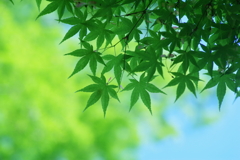 青葉の季節