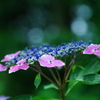 謙虚
