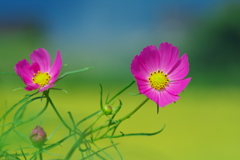 秋桜