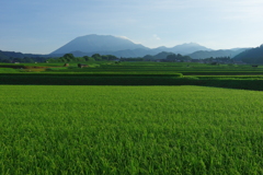 稲と大山さん