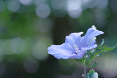 木槿