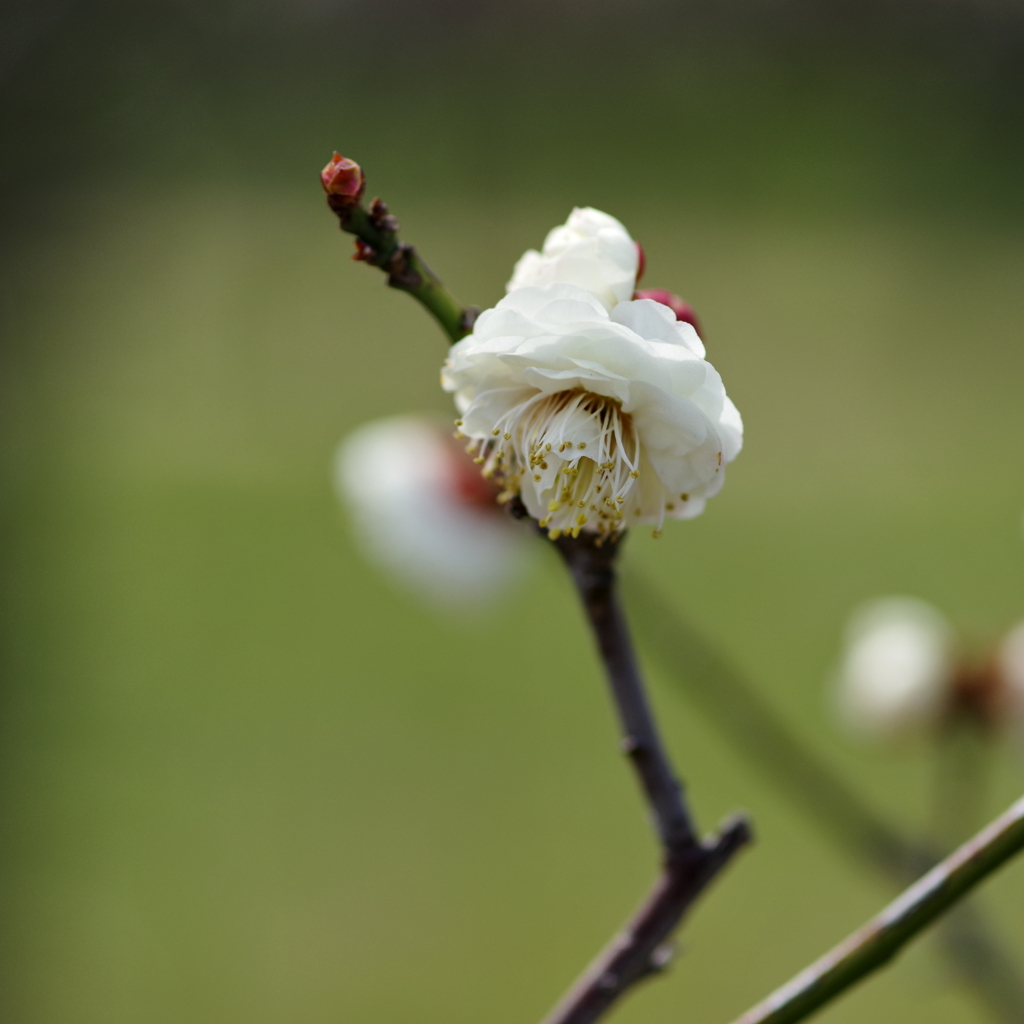 華農玉蝶台閣