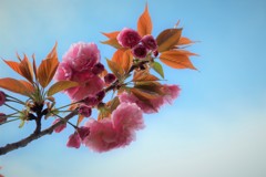 青空と八重桜