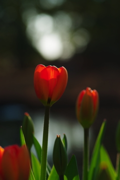 花灯り