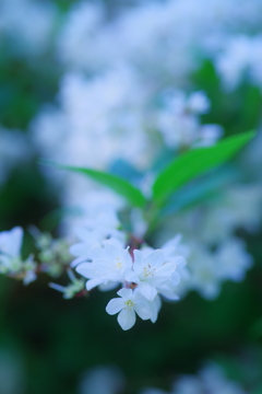 姫空木
