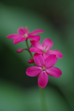 提琴桜