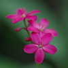 提琴桜