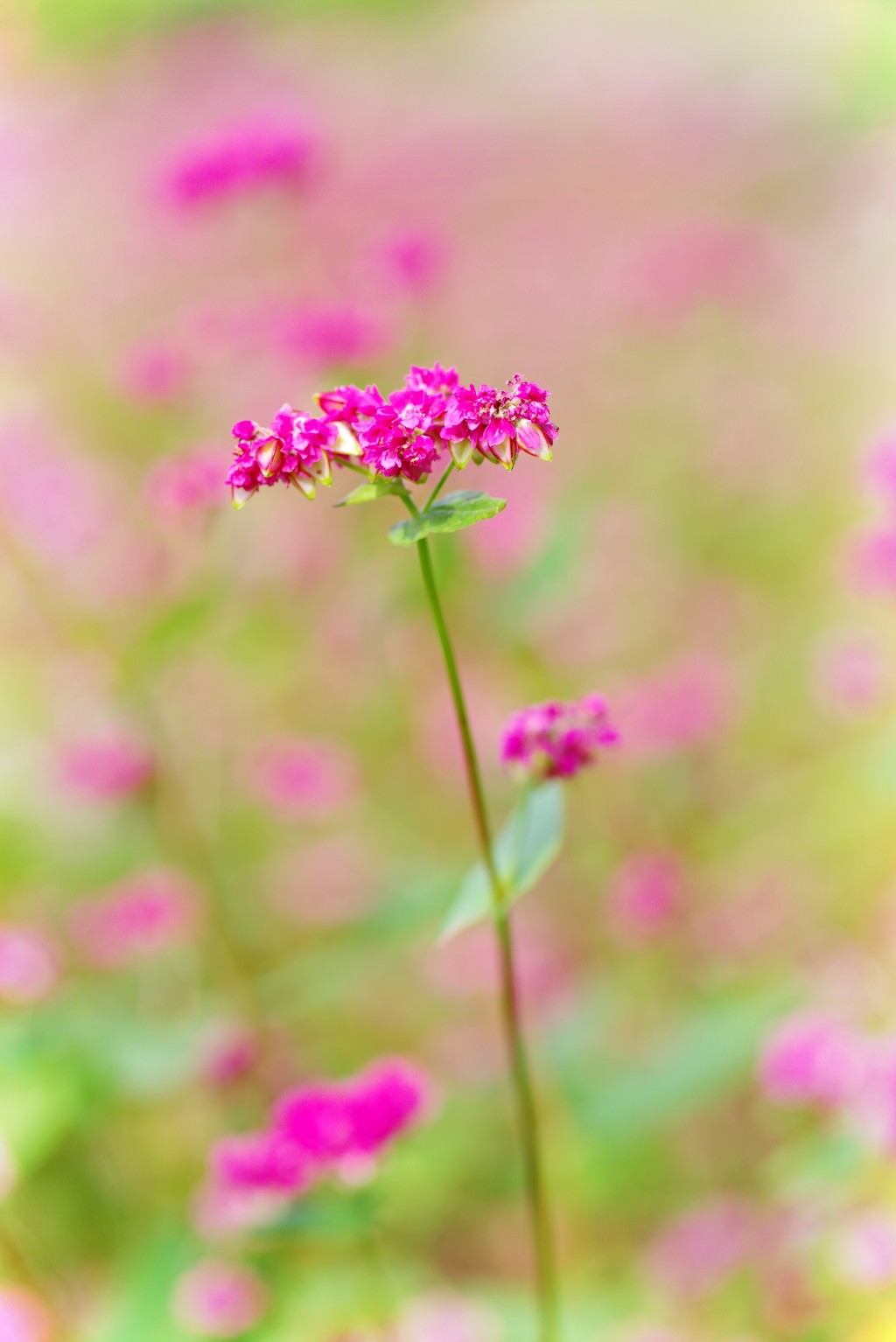 そばの花