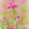 そばの花