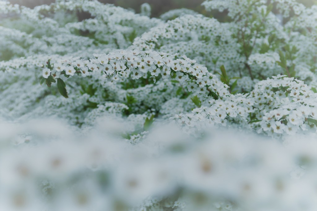 春の雪のように・・・Ⅱ