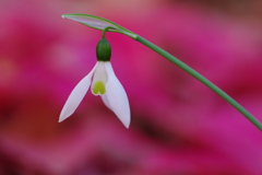 グリーンハート