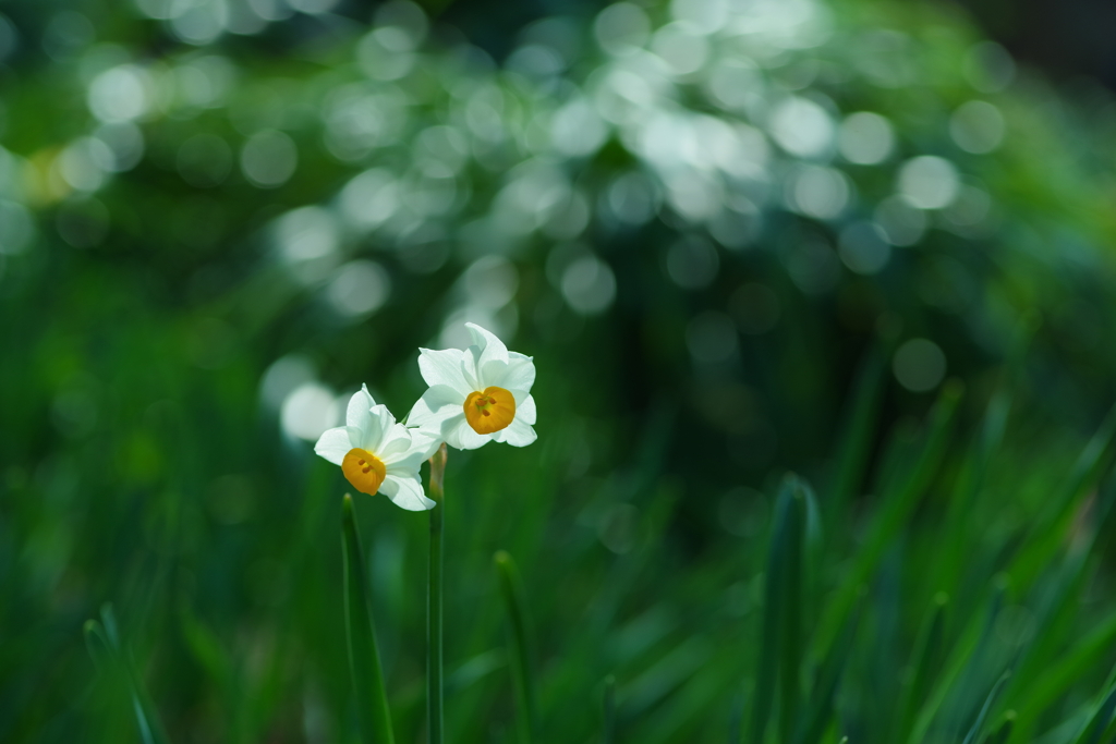 陽光水仙