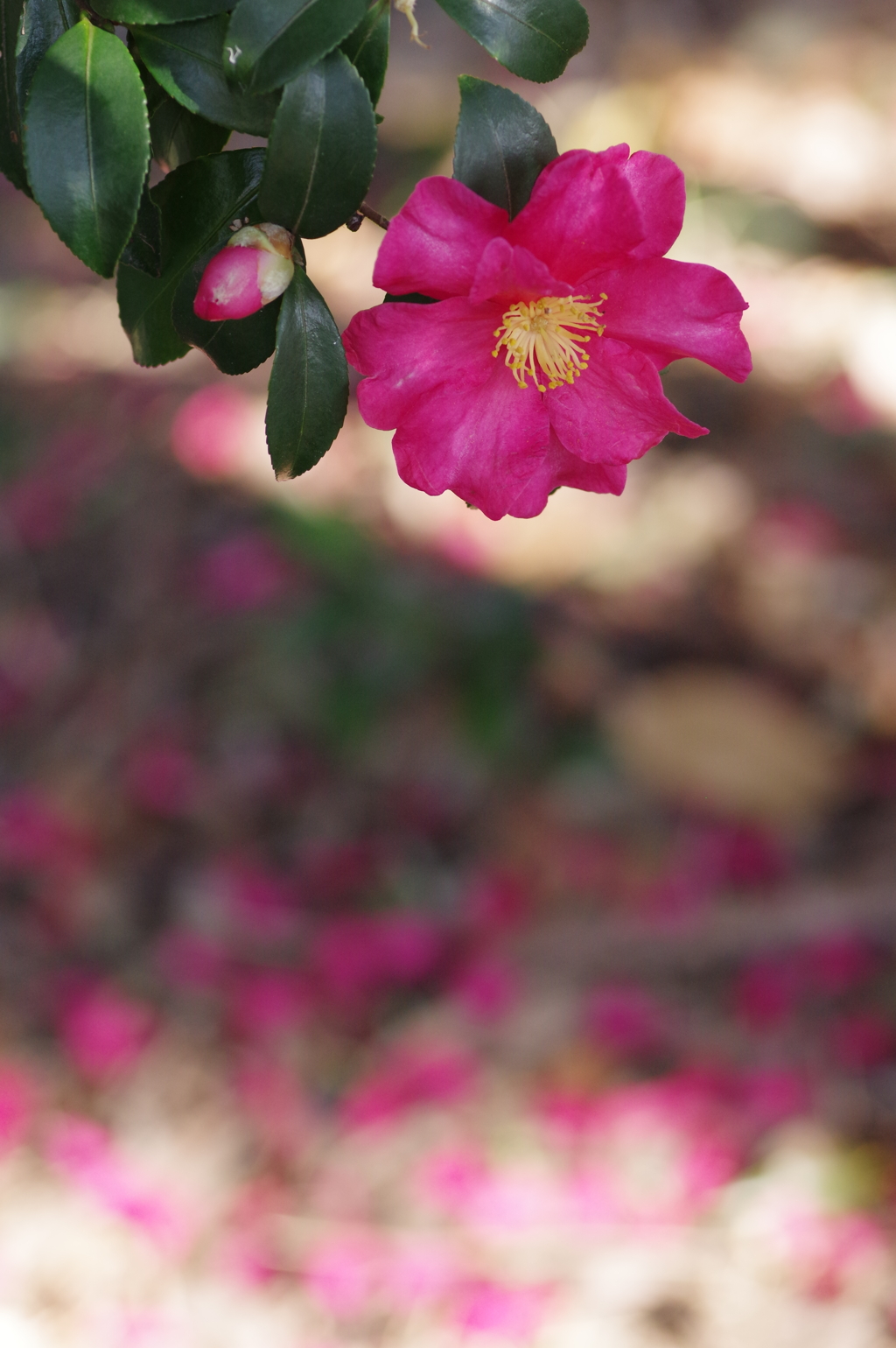 山茶花一輪